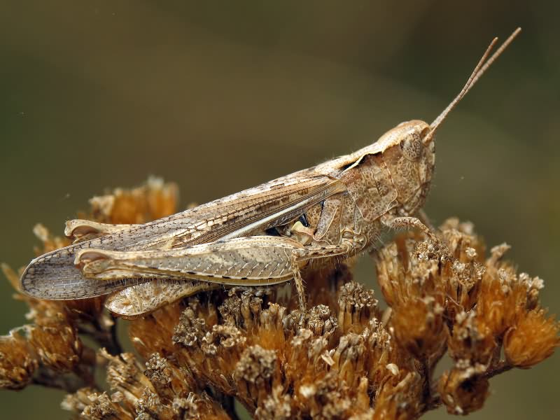 Orthoptera
